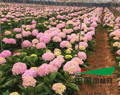 大棚生產的切花繡球花大色艷